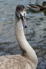 Animals - traditionally (since Aristotle) distinguished category of organisms, currently considered as a biological kingdom. Animals are the main object of study of zoology.