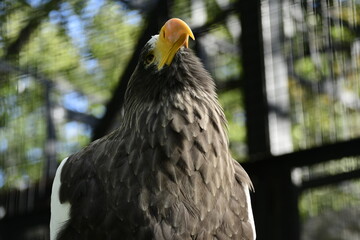 Animals - traditionally (since Aristotle) distinguished category of organisms, currently considered as a biological kingdom. Animals are the main object of study of zoology.
