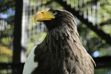 Animals - traditionally (since Aristotle) distinguished category of organisms, currently considered as a biological kingdom. Animals are the main object of study of zoology.
