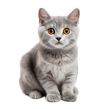 gray cat on a white background