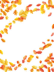 Oak, maple, wild ash rowan leaves vector, autumn foliage on white background.