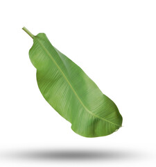 green banana leaf isolated 