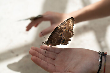 butterflies sitting on top of a person's hands