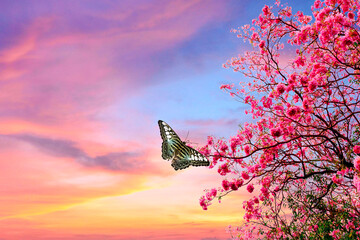 butterfly resting on peach blossoms - obrazy, fototapety, plakaty