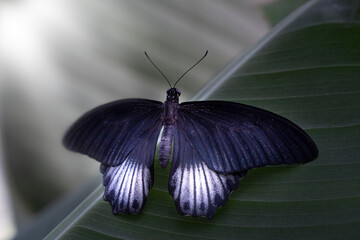 black and white butterfly sitting on a large green leaf