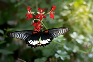 red black and white butterfly sitting on top of the flowers