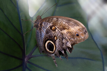 brown butterfly resting on a leaf