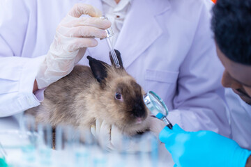 Scientist or pharmacist do research chemical ingredients test on animal in laboratory. rabbit in scientific lab experiment.