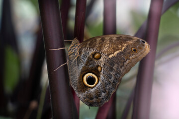 brown butterfly sitting on a branch with light reflections