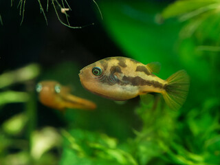 Male dwarf pea puffer fish (Carinotetraodon travancoricus) displaying erect skin keels in front of another male in planted tank