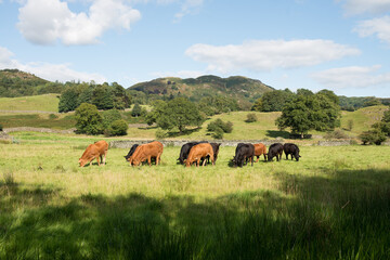 Lakedistrict cows in field, near Elterwater