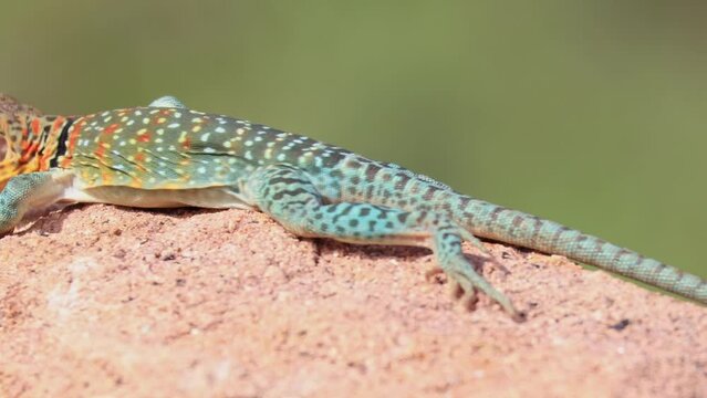 Close up shot of the Oklahoma collared lizard in Wichita Mountains National Wildlife Refuge