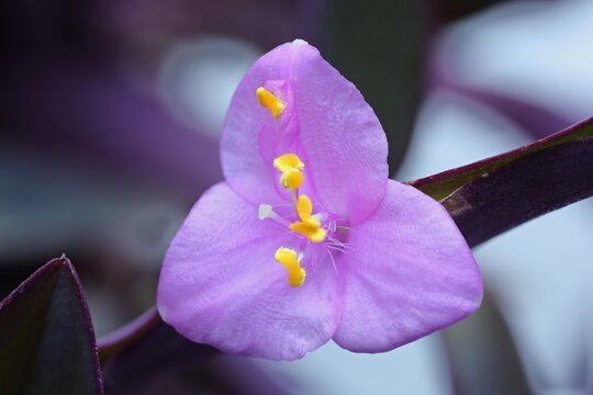 Close-up of three-petaled flower Tradescantia Pallida