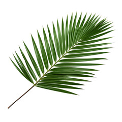 Obraz premium Tropical leaf isolated design element on transparent background PNG