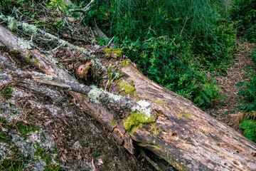Monte da Picaraña, Ponteareas.