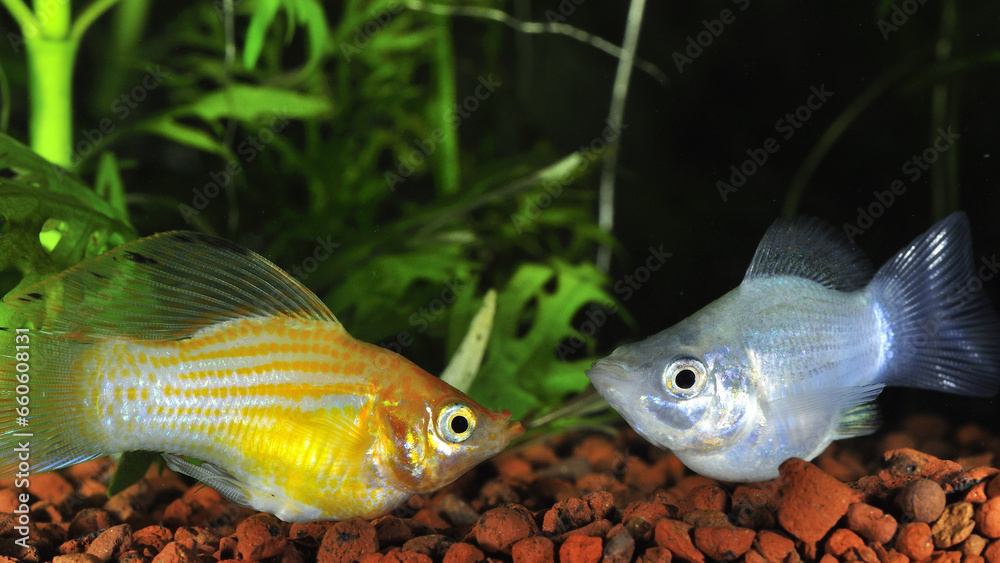 Wall mural eye level view of male sailfin molly fish making an attempt for friendship