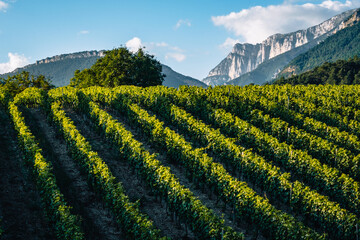 Fototapeta na wymiar Vineyards at sunset with the Vercors mountain range in the background near Chatillon en Diois in the south of France (Drome)