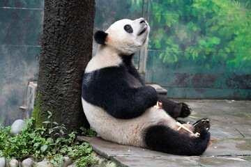 Funny pose of panda, panda is sitting under the tree © foreverhappy