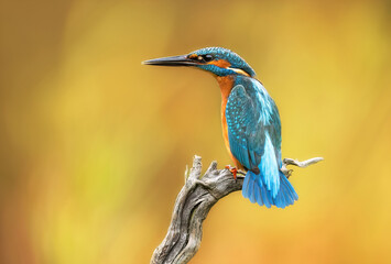 European Kingfisher ( Alcedo atthis ) close up