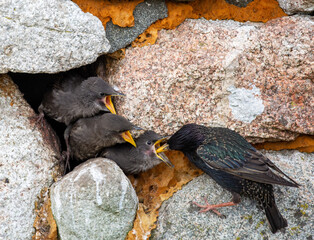 Starling feeding young