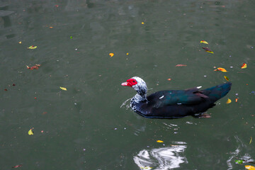 Domestic Muscovy duck swimming in the lake of Rodini Park, a famous city park attraction on Rhodes island, Greece