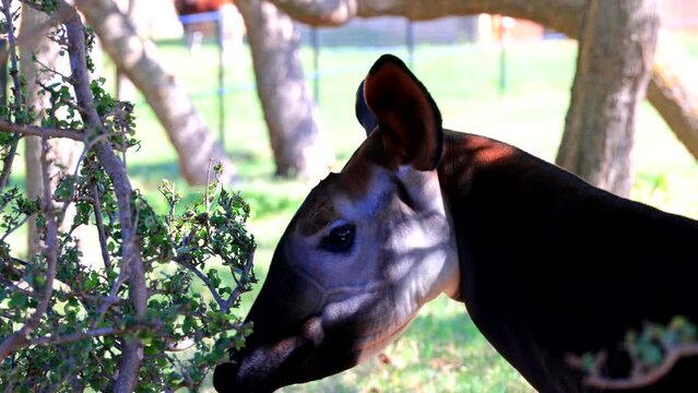 Close up shot of Okapi trying to eat leaves