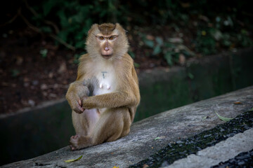 Beautiful monkeys on the road. Animal primates. Monkey mountain in thailand. Sunny day. Macaques on the street.	
