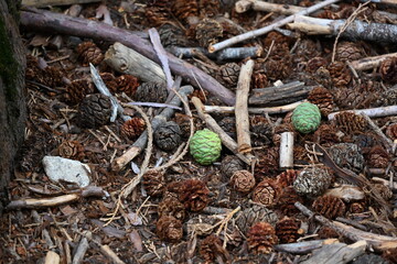 Sequoia pine cones in Yosemite.