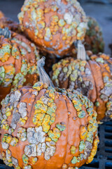 Pumpkins for Thanksgiving