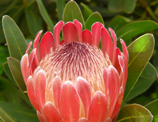 Tropical Protea Blossom Flower
