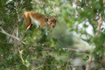 Macaque in the forest. Toque macaque, Macaca sinica. Monkrey on the tree. Macaque in nature habitat, Sri Lanka. Detail of monkey, Wildlife scene from Asia. Beautiful colour forest background. 
