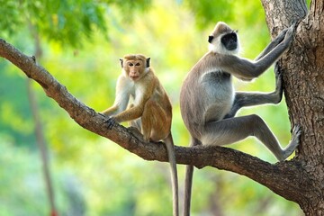 Grey Langur Monkey with Makak Baldur - Powered by Adobe