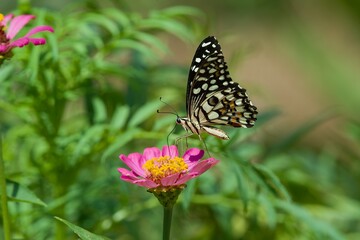 Common Lime butterfly, Papilio demoleus 
