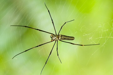 Nephila pilipes is a species of golden orb web spider sri lanka