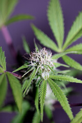 Cannabis flowering blue sunset outdoor garden close up medical grass macro background high quality botanical instant stock photography fifty megapixels printings