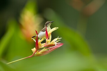 The purple-rumped sunbird (Leptocoma zeylonica) is a sunbird endemic to the Indian Subcontinent.