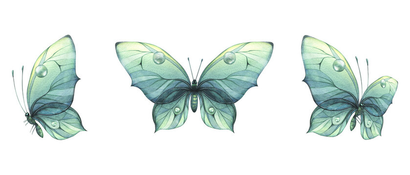 A blue, turquoise butterflies with a beautiful pattern on its wings, flying. Watercolor illustration hand drawn. Set of isolated objects on a white background.