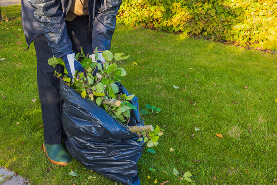 Close-up view of man collecting pruned apple tree branches into plastic bag on autumn day. Sweden.