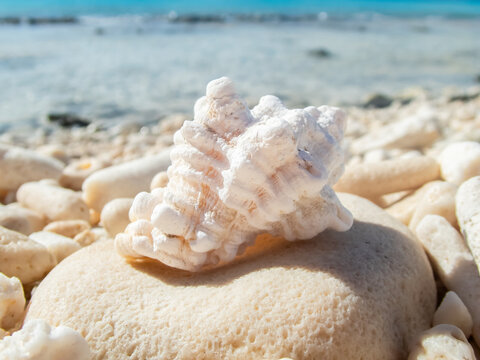 seashells on the beach