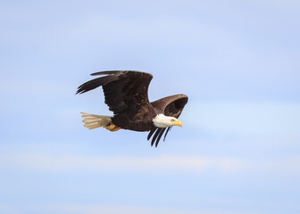 bald eagle in flight