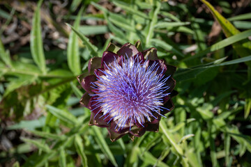 Symmetrical, top-down Artichoke Flower in bloom
Cynara cardunculus