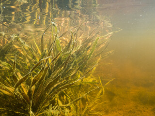 Water soldier aquatic plant underwater