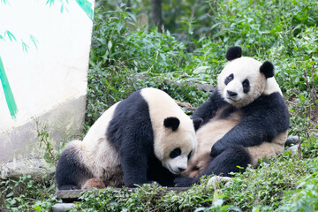 Mother Panda and her baby on the green yard