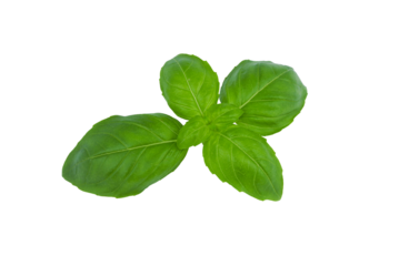 Fresh spice basil leaves natural close-up isolated on white with PNG background
