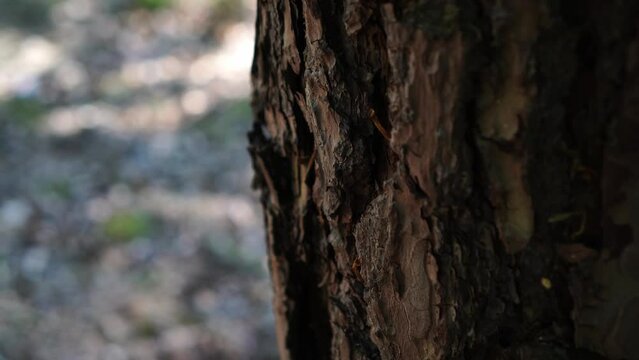 pine bark texture