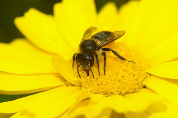Closeup on a Patchwork leafcutter bee, Megachile centuncularis, on a yellow flower in the garden