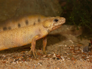 Underwater closeup on an aquatic male white abnormal colored Italian crested newt, Triturus carnifex