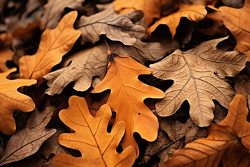 oak leaves on the ground