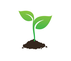 seedling sprouting from soil