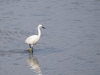 seidenreiher (egretta garzetta)